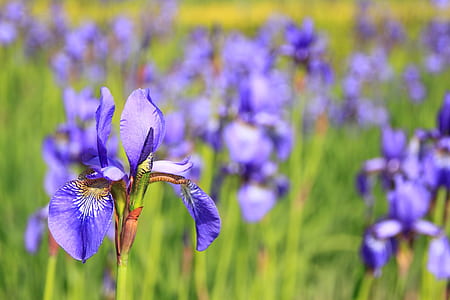 bed of purple petaled flowers thumbnail