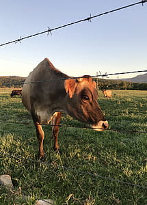 Close-Up Photography of Cow on Grass Field thumbnail