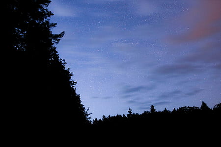 silhouette of trees during golden hour thumbnail