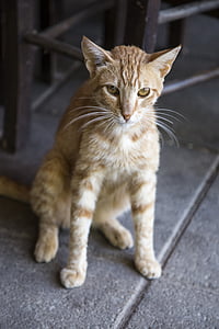 orange tabby cat on gray concrete floor thumbnail