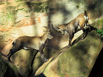 two brown horned animal thumbnail