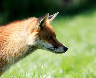selective focus photography of fox thumbnail