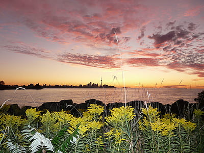 green leafed plant in front of body of water thumbnail