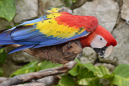 blue, yellow, and red bird thumbnail