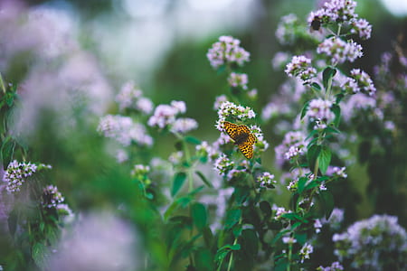 selective focus photography of brown butterfly perched on white flower thumbnail