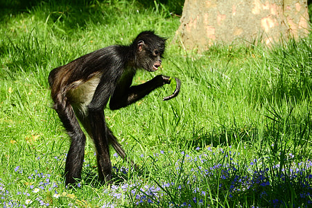 Geoffroy'S Spider Monkey thumbnail
