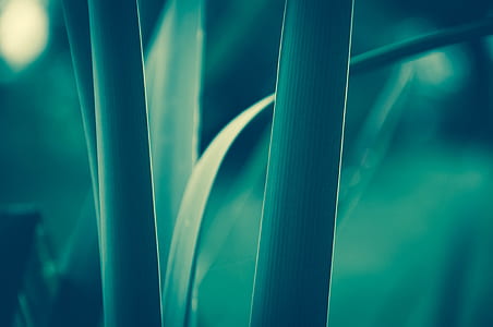 shallow focus of green plant thumbnail