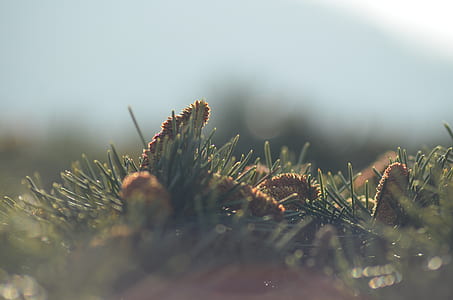 shallow lens photography of green grass during daytime thumbnail