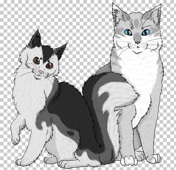 American Wirehair Manx Cat European Shorthair Whiskers Kitten