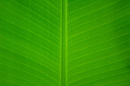 green leaf thumbnail