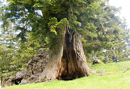 photo of green leafed tree thumbnail