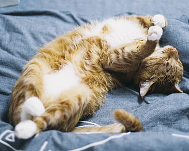 Orange Tabby Cat Lying on Blue Comforter thumbnail