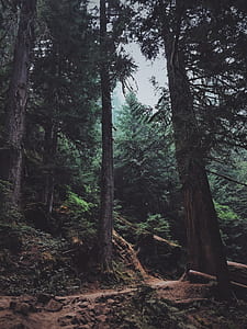 pathway near trees towards forest thumbnail
