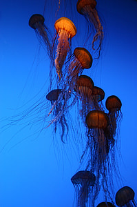 brown jellyfish swimming under water thumbnail