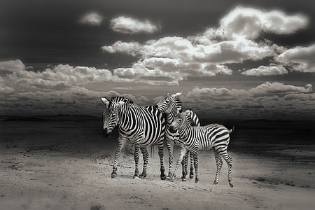 grayscale photography of three zebras thumbnail