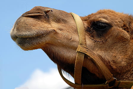 close up photo of animal during day time thumbnail