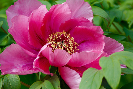 macro photograph of pink petaled flowers thumbnail