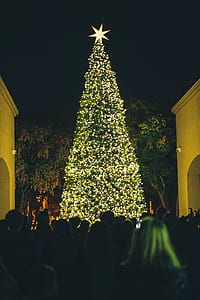 lighted Christmas tree thumbnail