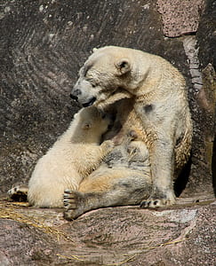 polar bear with cub on gray surface thumbnail