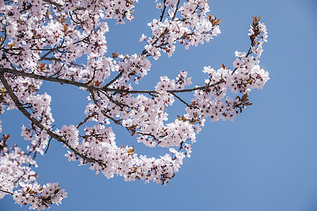 bloomed white pleated flower tree under blue sky at daytime thumbnail