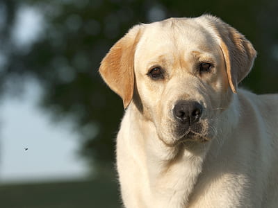 adult yellow Labrador retriever in selective focus photography thumbnail
