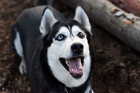 shallow focus photography of black and white Siberian husky thumbnail