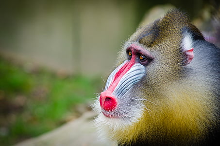 baboon near green plant photo thumbnail
