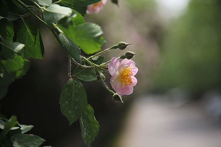 Dough Rose, The Original Film thumbnail