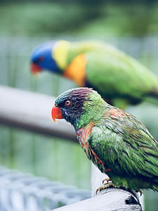 Tilt Shift Lens Photography of Green Short Beak Bird thumbnail