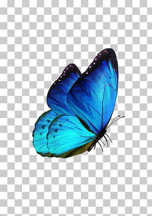 Butterfly Samsung Galaxy S8 Karner blue, butterfly, blue and black butterfly PNG clipart