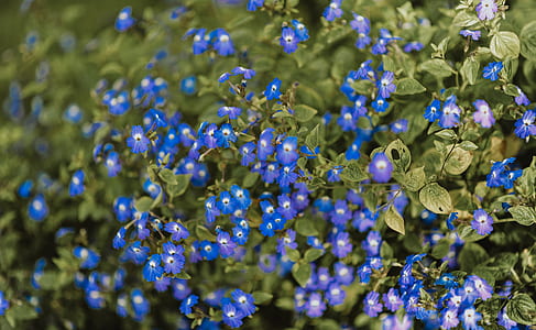 Purple Petaled Flowers thumbnail