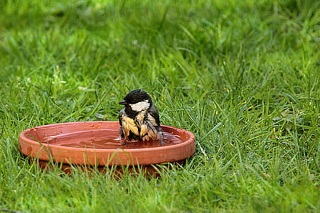 yellow and black bird soaked in water thumbnail