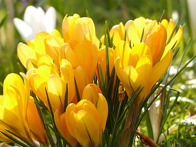 Yellow Tulip Flower during Daytime thumbnail