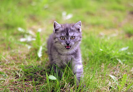 shallow focus photography of grey cat thumbnail