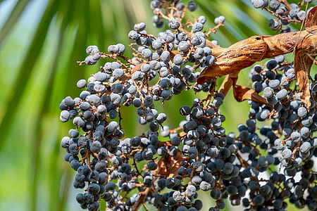 selective focus photograph of blue fruits thumbnail