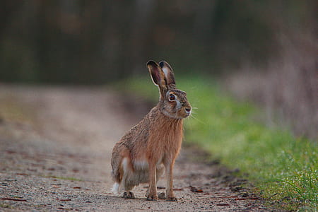 shallow focus photography of brown hare thumbnail