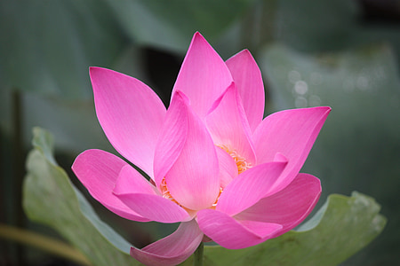 selective focus photo of pink lotus flower thumbnail