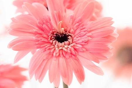close-up selective focus photo of pink petaled flower thumbnail
