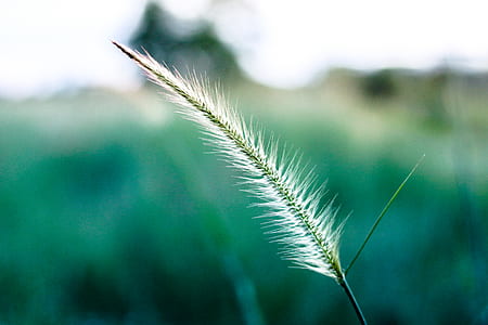 White and Green Leaf Focus Photography thumbnail