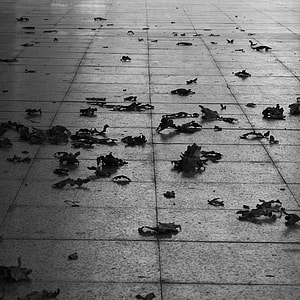 Leaves On Pavement, Autumn thumbnail