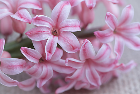 pink petaled flowers thumbnail