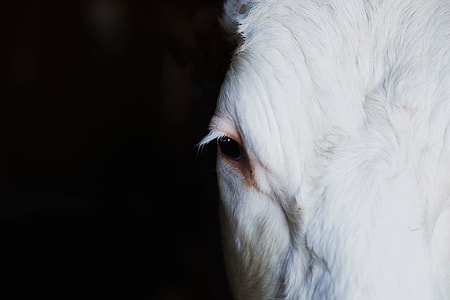 close up photo of a white horse right eye thumbnail