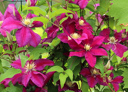 pink and red clematis flowers in bloom thumbnail