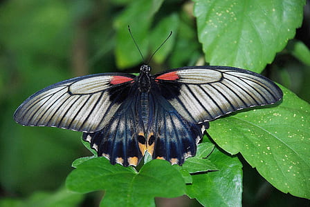 great mormon butterfly perching on green leaf thumbnail