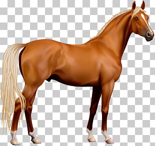 Horse Computer file, Transparent Horse , horse illustration PNG clipart
