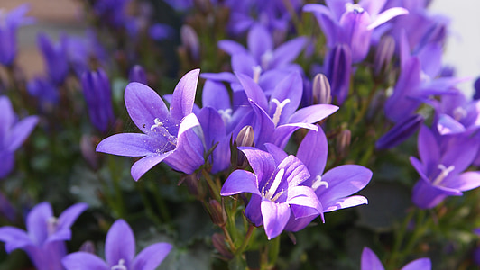 purple petaled flowers thumbnail
