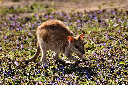 4-legged brown animal standing on grass during daytime thumbnail
