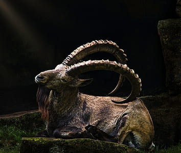 Ram on ground against black background thumbnail