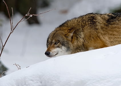 shallow focus photography of brown wolf thumbnail