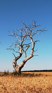 bared tree in middle of wheat field under blue sky thumbnail